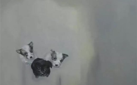 艺术家毛进为什么喜欢画狗？诗人韩东细腻解说